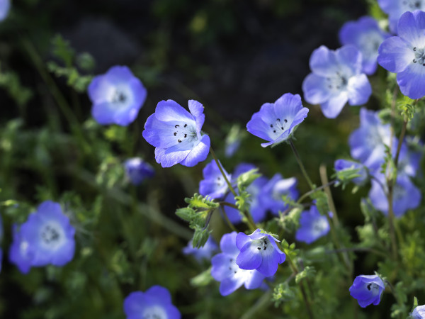 2400-baby-blue-eyes-nemophila-menziesii-beautiful-border-plant-blooming-closeup-with-selective-focus