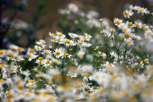 chamomile-5360418_1280