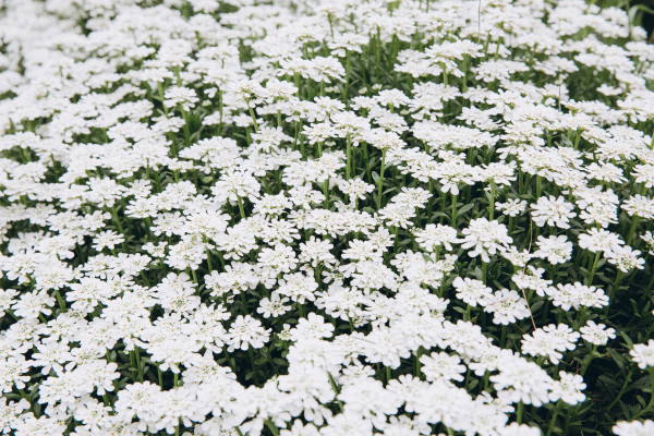 2400-white-daisy-background-texture-outdoor