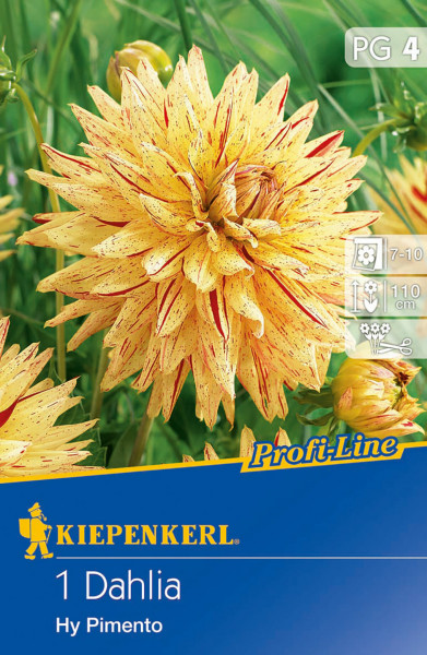 Produktbild von Kiepenkerl Kaktus-Dahlie Hy Pimento mit gelber Blüte und roten Sprenkeln, Verpackungsdesign und Informationen zum Wuchs und zur Pflege.