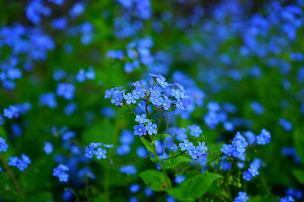 forget-me-nots-1365857_1920