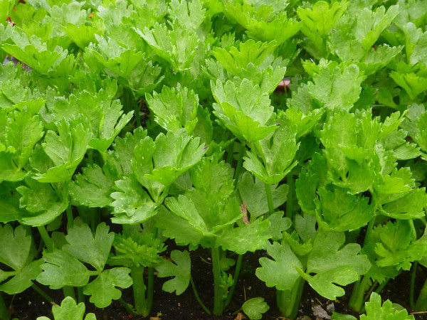 celery-639899_1920