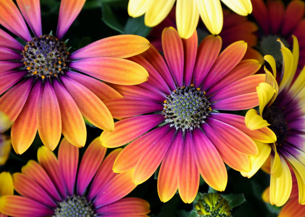 mid-day-flowers-7228817_1920