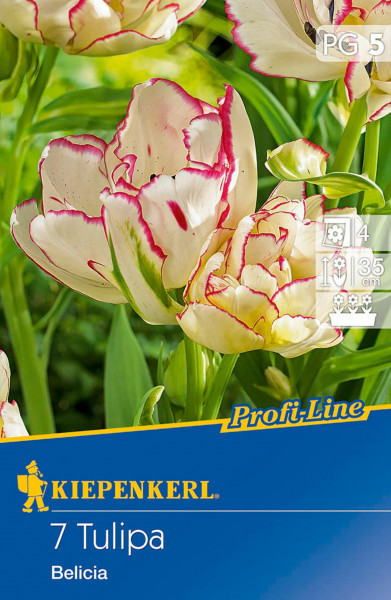Produktbild von Kiepenkerl Profi-Line Mehrblütige Tulpe Belicia mit Abbildung der Blumen und Verpackungsdetails.