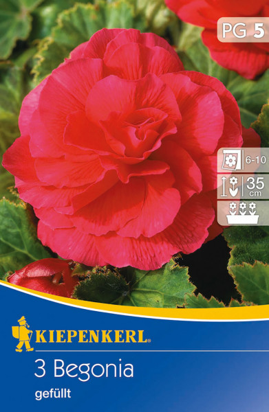 Produktbild von Kiepenkerl Knollenbegonie Rot mit einer Nahaufnahme einer gefüllten roten Blüte und Verpackungsinformationen zu Pflanzzeit und Wuchshöhe.