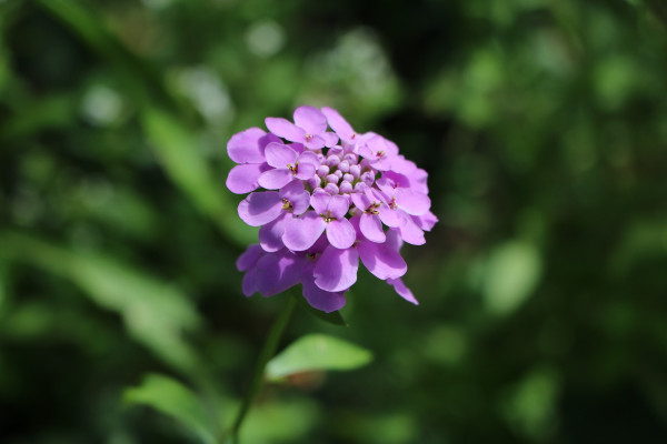 candytuft-1491902_1920