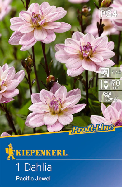 Produktbild von Kiepenkerl Dekorative Dahlie Pacific Jewel zeigt blühende rosa-weiße Dahlien mit Informationen zur Blütezeit und Wuchshöhe.