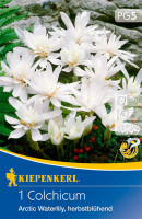 Kiepenkerl Herbstzeitlose Arctic Waterlily