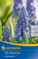 Kiepenkerl Armenische Traubenhyazinthe