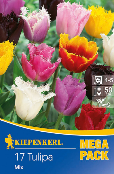 Produktbild von Kiepenkerl Mega-Pack Gefranste Tulpe Mischung mit bunten Tulpen und Verpackungsinformationen.