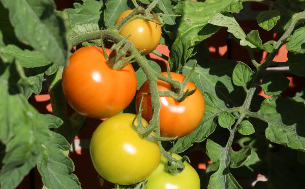 2400-agriculture-concept-some-big-red-and-green-tomatoes-on-a-bush-growing-at-the-wall-of-a-house