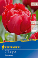 Kiepenkerl Profi-Line Gefüllte frühe Tulpe Pamplona