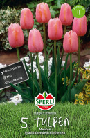 Sperli Einfache Späte Tulpe Menton