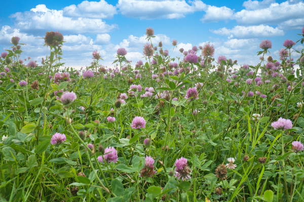 large-summer-meadow-with-clover-pink-and-white-flowers-in-the-green-grass