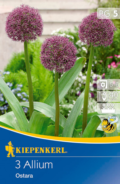 Produktbild von Kiepenkerl Zierlauch Ostara Verpackung mit Abbildung der lila blühenden Pflanze und Pflegehinweisen