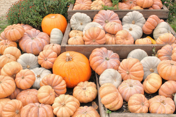 2400-autumn-pumpkins-in-wooden-boxes-autumn-harvest-on-farm-homegrown-organic-eco-friendly-food-vegetables-from-rural-family-garden-local-market-preparing-for-halloween-thanksgivin