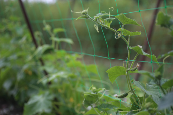 2400-cucumber-cucumis-sativus-in-the-vegetable-garden-with-ovary-onstalk-with-leaves-cucumber-in-garden-is-tied-up-on-trellis-close-up