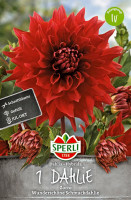 Sperli Dahlie Zorro
