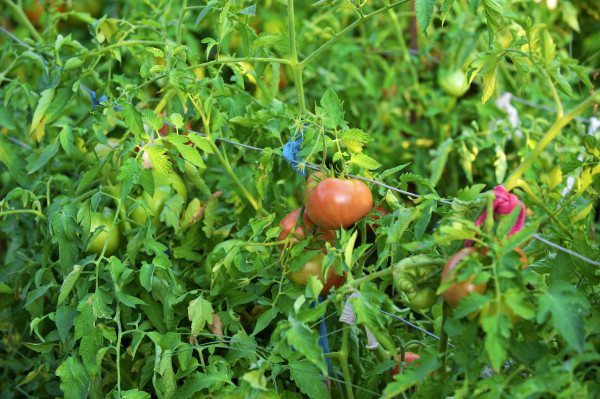 large-red-and-green-tomatoes-on-the-bush