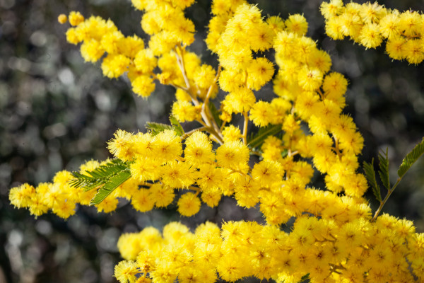 2400-mimosa-tree-in-a-field