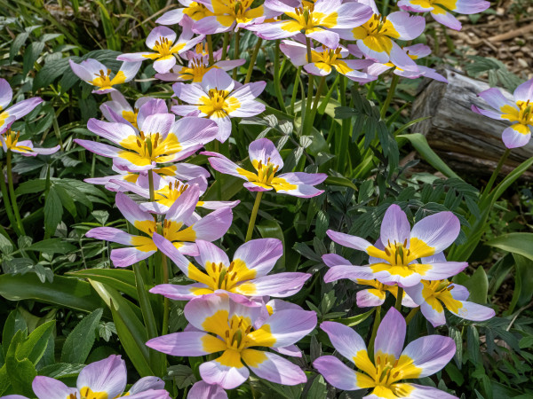 large-flowers-growing-in-a-field