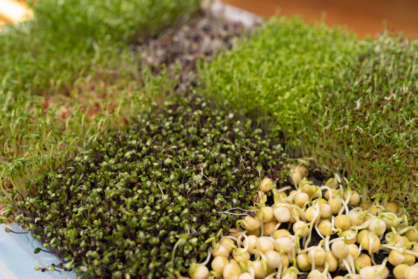 large-kohlrabi-microgreens-growing-next-to-young-pea-and-broccoli-sprouts-1