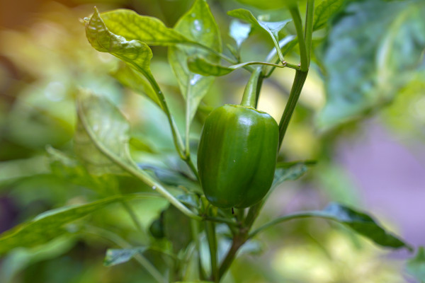 2400-bell-pepper-plant-grown-in-a-pot-the-fruit-has-a-square-to-hexagonal-shape-the-thick-or-thin-shell-varies-according-to-the-species-there-are-many-colors-ranging-from-green-yel