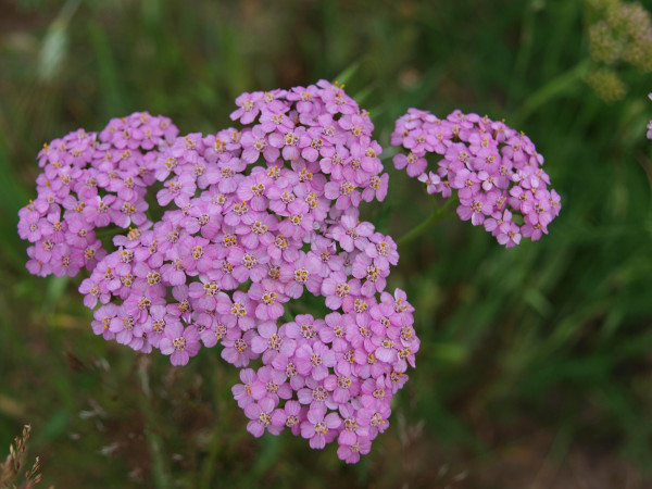 milfoil-3803993_1920