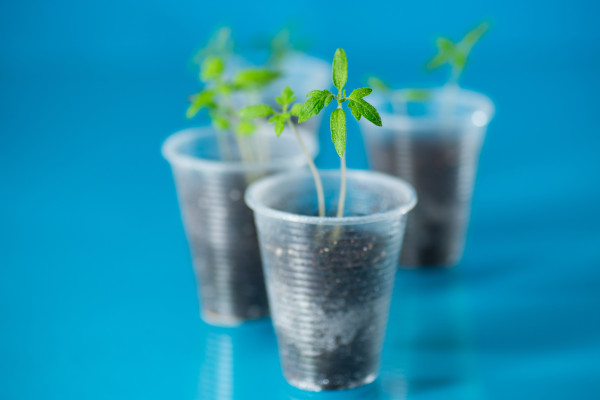 large-young-tomato-sprouts-in-a-plastic-cup-with-soil