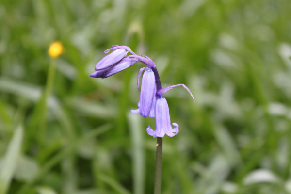 bluebell-4672555_1920