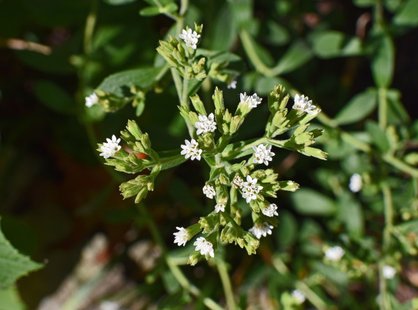 stevia-flowers-2796857_1920