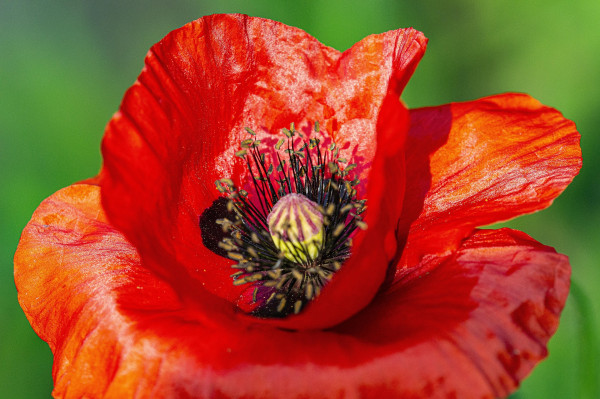 poppy-4331238_1920