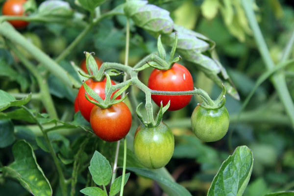 tomatoes-2669861_1280IIYCULvJDcSms