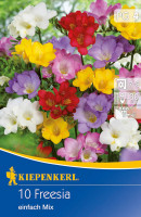 Kiepenkerl Freilandfreesie einfach blühende Mischung