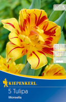 Kiepenkerl Gefüllte frühe Tulpe Monsella