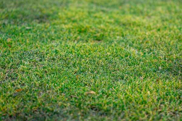 large-view-of-green-grass-on-a-street-football-field-in-early-spring