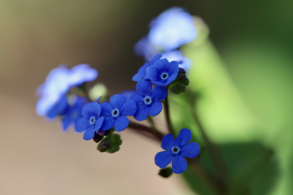 myosotis-7891456_1920