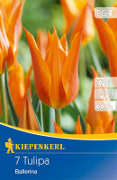 Kiepenkerl Lilienblütige Tulpe Ballerina
