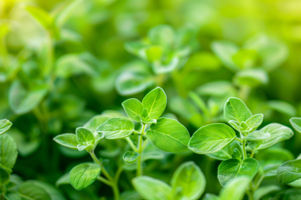 2400-close-up-of-green-leafy-oregano