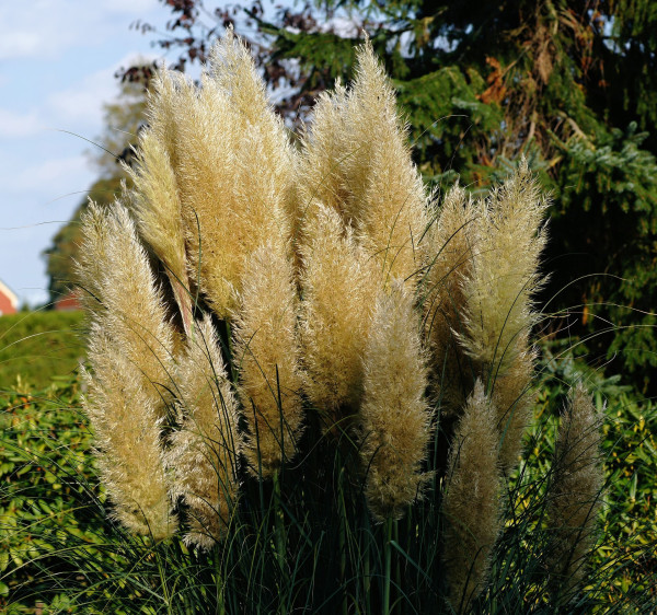 grasses-464080_1920