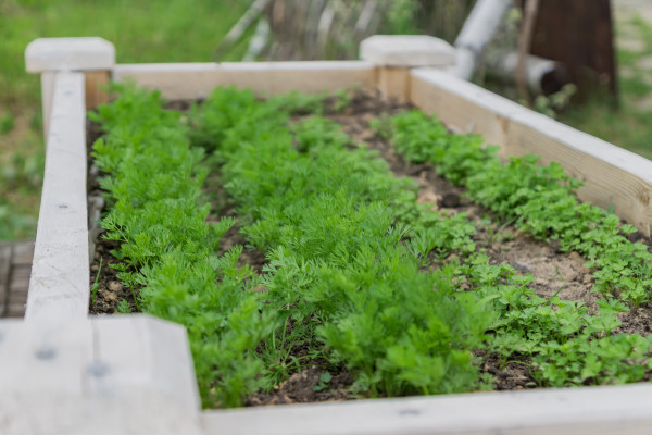 large-growing-fresh-dill-and-parsley-in-the-vegetable-garden-close-up