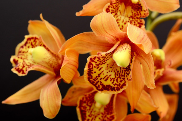 orchids-3778816_1920