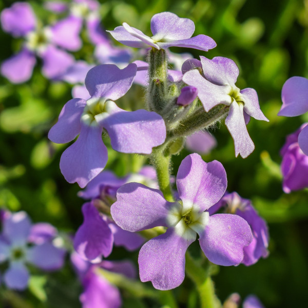 matthiola-tricuspidata-2202665_1920