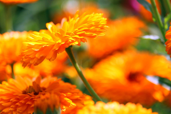marigolds-4354867_1920