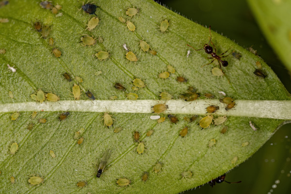 2400-group-of-small-green-aphids