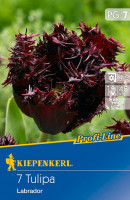 Kiepenkerl Profi-Line Gefranste Tulpe Labrador