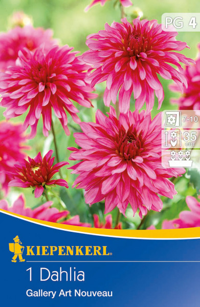 Produktbild von Kiepenkerl Kübel und Beet-Dahlie Gallery Art Nouveau mit pinken Dahlienblüten und Informationen zur Pflanzenpflege