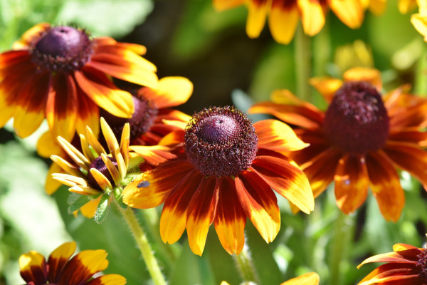 coneflowers-3521669_1920