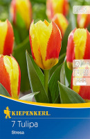 Kiepenkerl Kaufmanniana-Tulpe Stresa