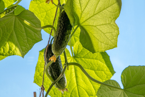 cucumbers-4612953_1920